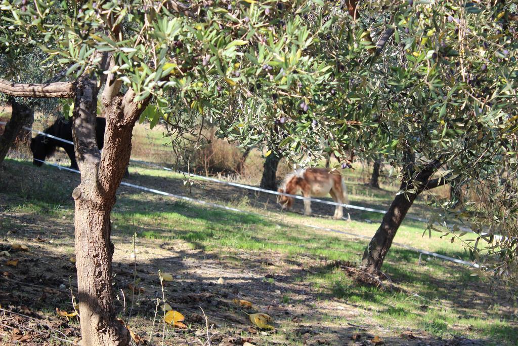 Casale Delle Rose B&B Fattoria Montepagano Eksteriør bilde
